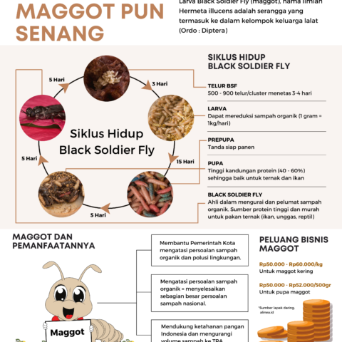 Infografik Maggot