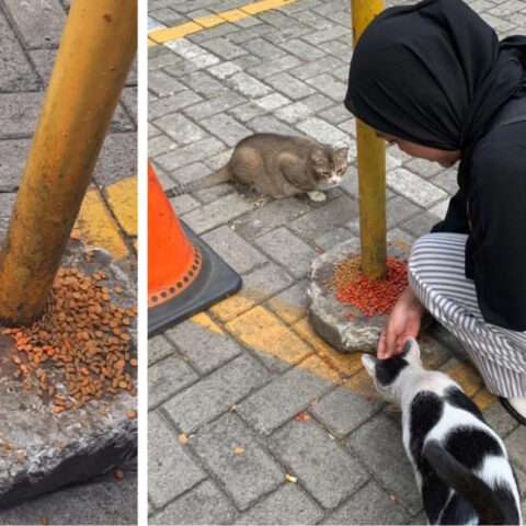 Street Feeding: Bikin Kota Lebih Asik atau Jadi Ribet?